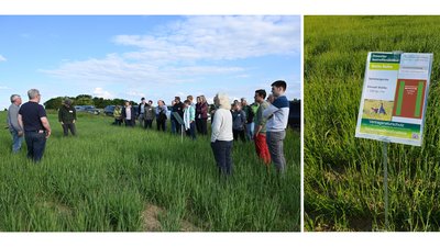 2 Fotos: Links: Menschen auf einem Acker mit Sommergerste. Rechts: Ein Schild mit Informationen zu der Maßnahme "Weite Reihe" steht im Gerstenfeld