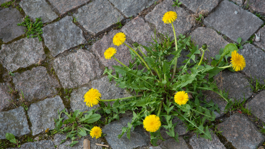 Löwenzahn zwischen Pflastersteinen