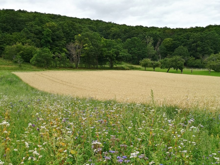 Agrarlandschaft mit einem Blühstreifen im Vordergrund und einem Getreidefeld, Streuobstwiesen und Hecken im Hintergrund