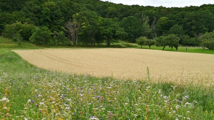 Agrarlandschaft mit einem Blühstreifen im Vordergrund und einem Getreidefeld, Streuobstwiesen und Hecken im Hintergrund