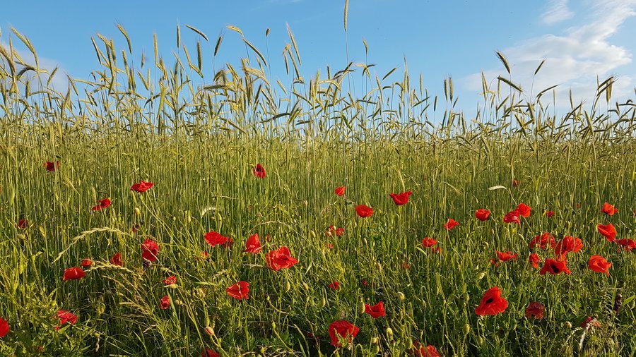 Blühender Mohn am Rand eines Roggenfelds