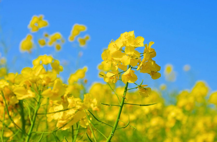 Rapsblüte im Frühling