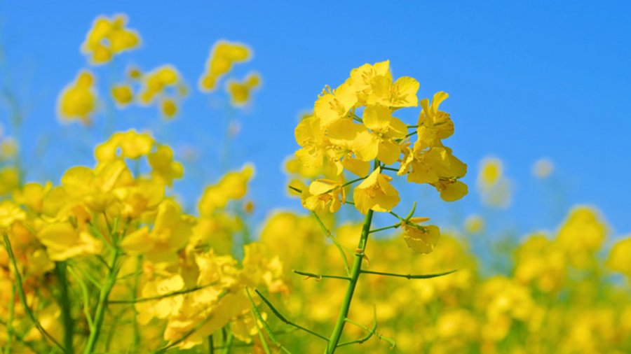 Rapsblüte im Frühling