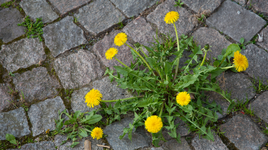 Blühender Löwenzahn wächst in einer gepflasterten Fläche