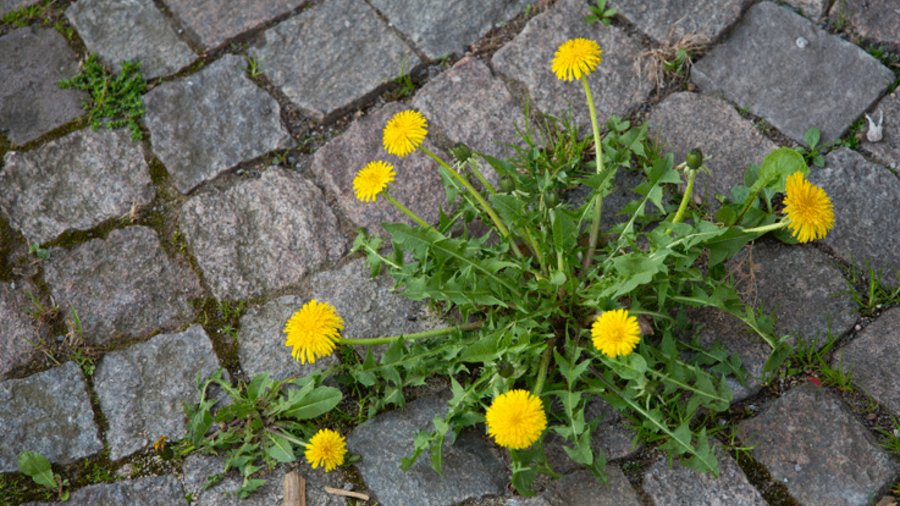 Löwenzahn zwischen Pflastersteinen