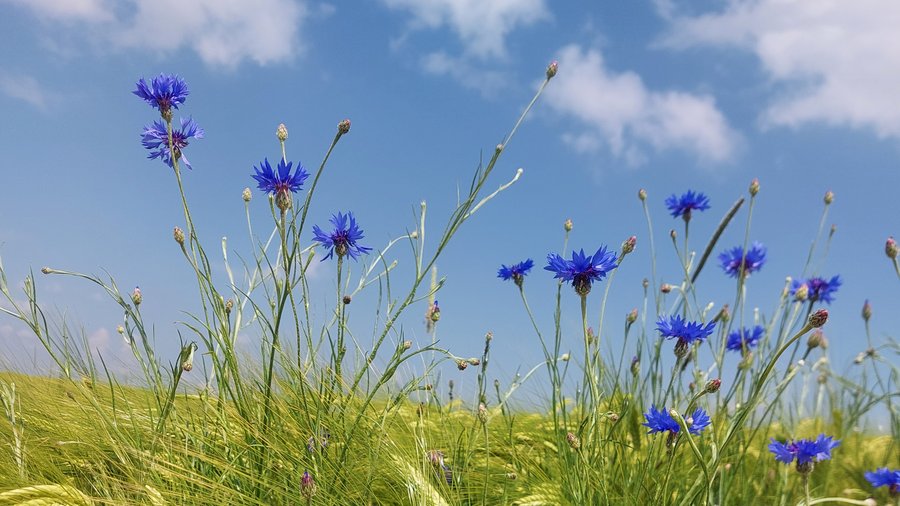 Kornblumen vor blauem Himmel