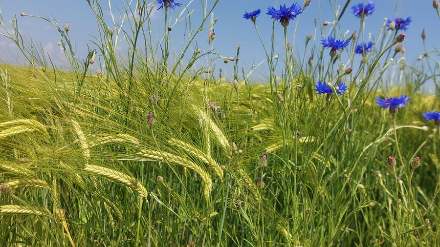 Kornblumen in Getreidefeld