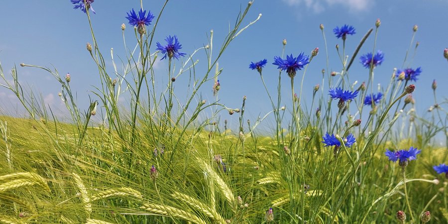 Kornblumen im Getreidefeld