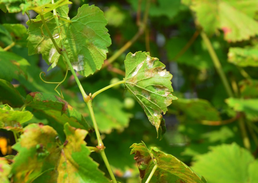 Mehltau an einer Weinrebe