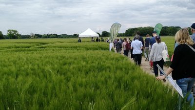 AG-Mitglieder auf einem Versuchsfeld mit Gerste