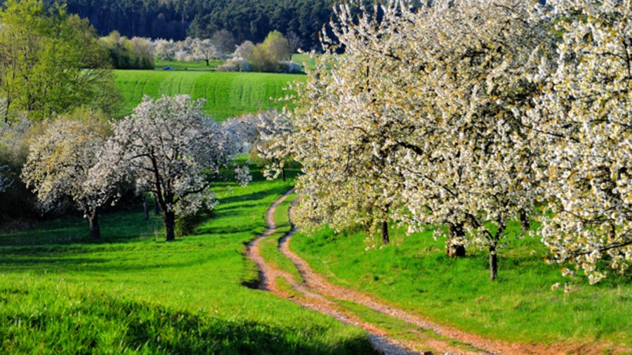 Foto einer Landschaft mit blühenden Obstbäumen