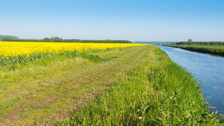 Ein Randstreifen trennt ein blühendes Rapsfeld von einem Wassergraben.