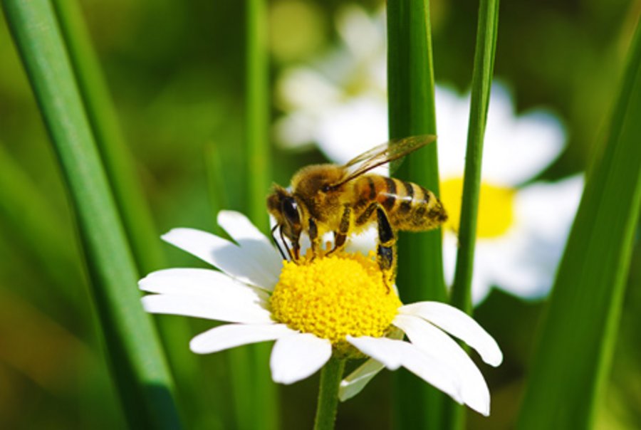 Biene auf Blume.