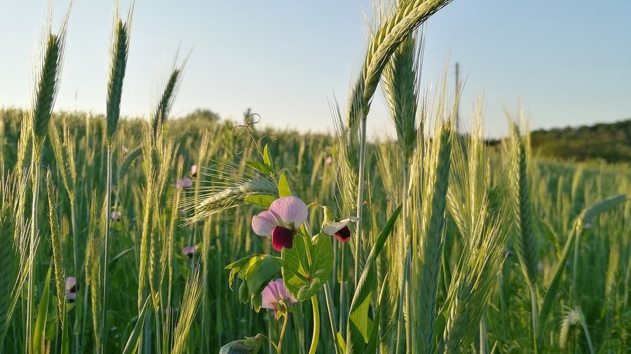 Gemenge mit blühenden Erbsen und Roggenähren