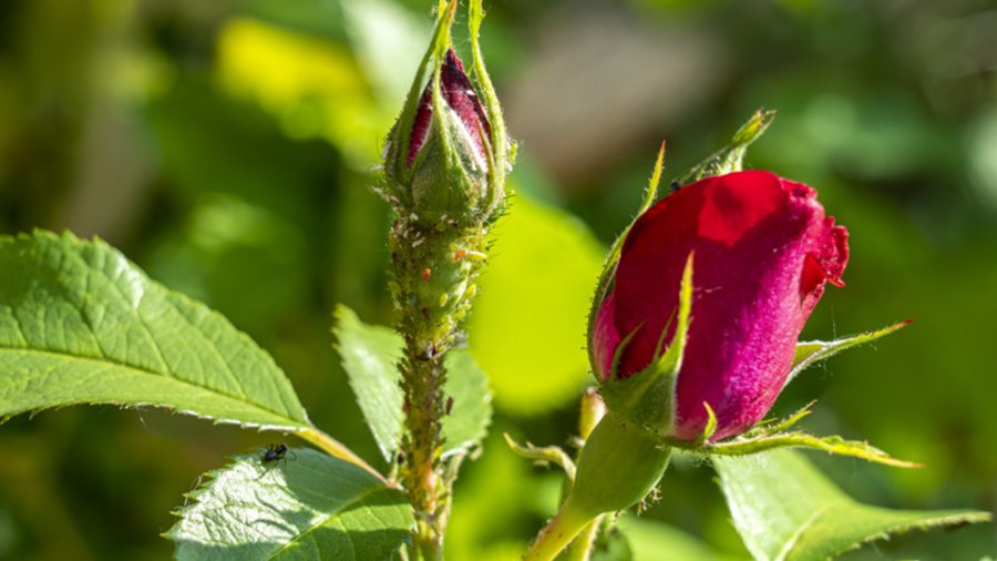 Blattläuse an Rosen