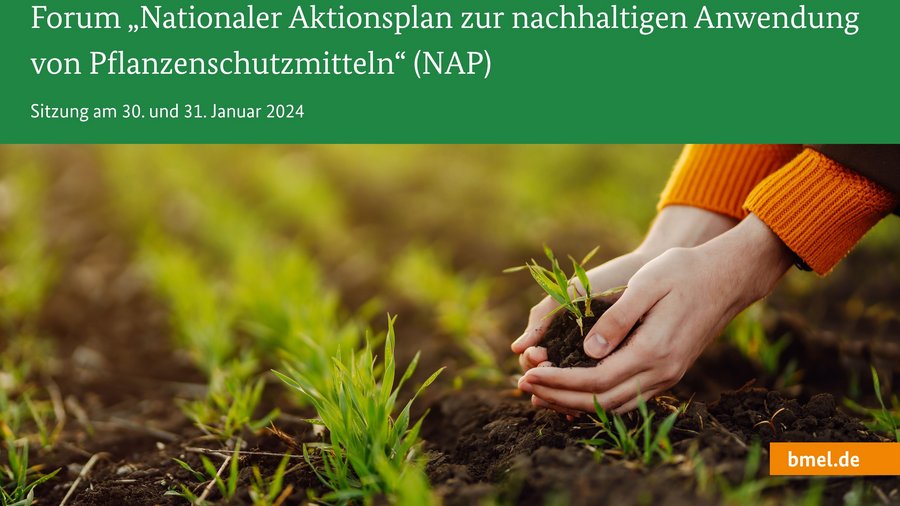Person legt Hände um Feldpflanze