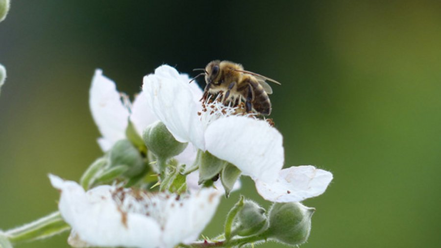 Eine Biene sitzt auf einer Blüte.