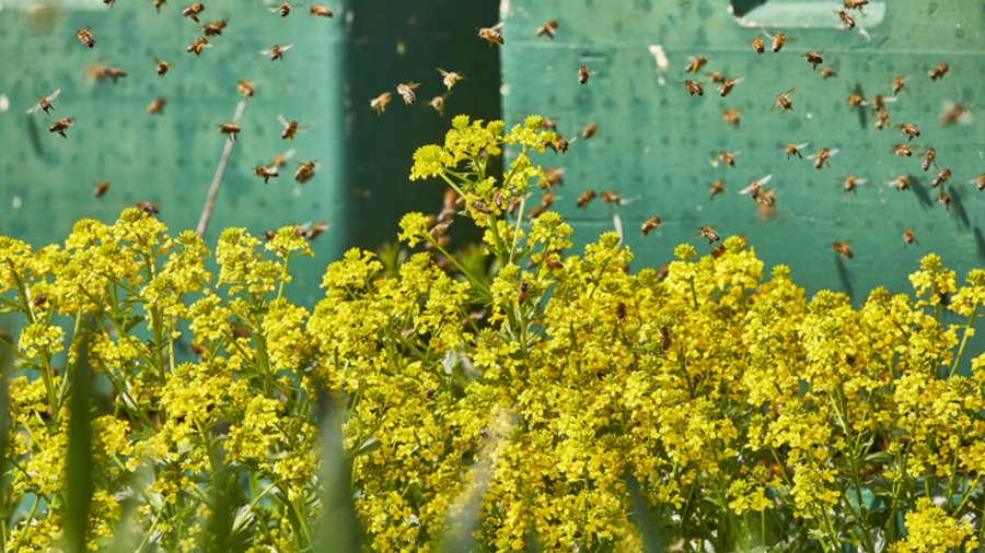 Honigbienen