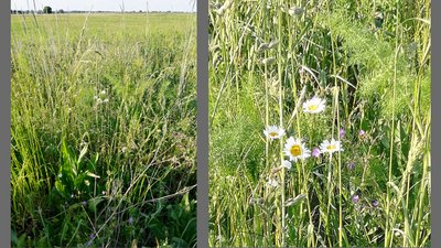 Links: Foto der Blühbrache. Rechts: Nahaufnahmer einer Magerwiesen-Magerite