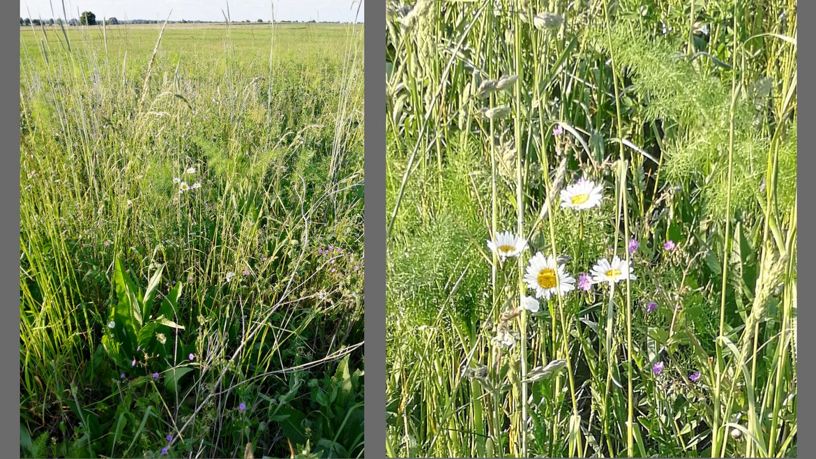 Links: Foto der Blühbrache. Rechts: Nahaufnahmer einer Magerwiesen-Magerite
