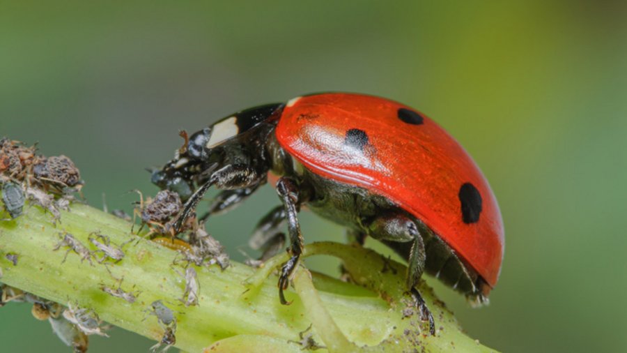 Marienkäfer frisst Blattlaus