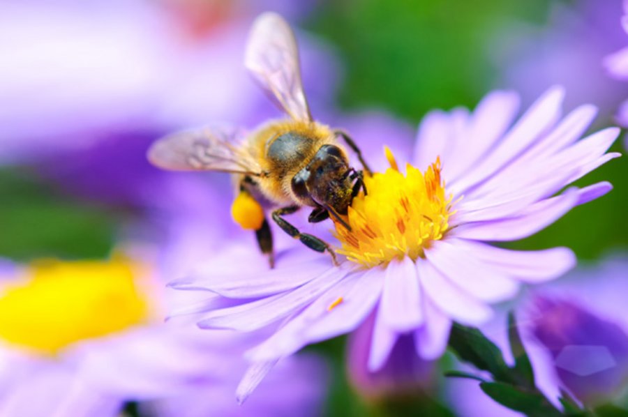 Biene auf Blüte