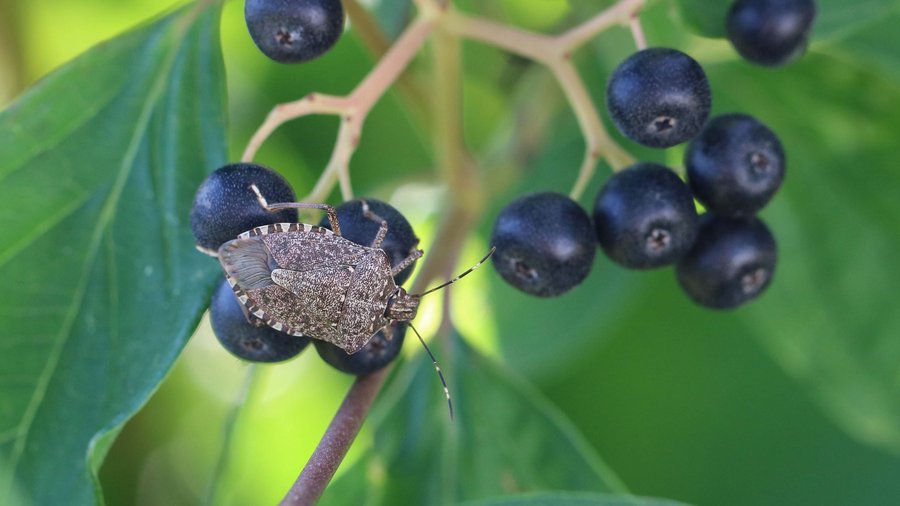 Eine Wanze sitzt auf ein schwarzen Beeren.