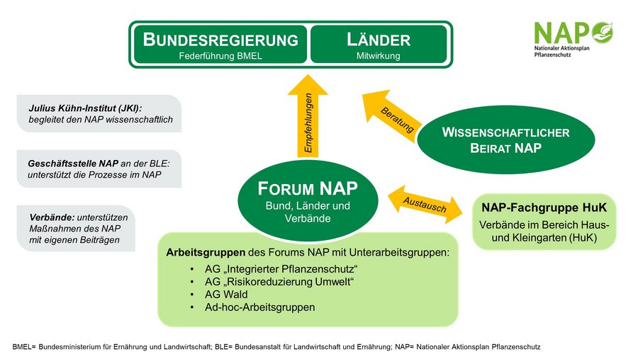 Übersichtsgrafik zu den NAP-Gremien: Das Forum NAP erarbeitet Empfehlungen an die Bundesregierung oder Länder zur Umsetzung und Weiterentwicklung des Nationalen Aktionsplans Pflanzenschutz (NAP). Im Forum NAP arbeiten Bundes- und Länderbehörden sowie Bundesverbände mit, die sich mit dem Thema Pflanzenschutz befassen. Das Bundesministerium für Ernährung und Landwirtschaft hat die Geschäftsführung. Im Forum NAP wurden Arbeitsgruppen ((AG) gebildet. Diese sind ab 2024: AG "Risikoreduzierung Umwelt" (ehemals AG "Pflanzenschutz und Gewässerschutz" und AG "Pflanzenschutz und Biodiversität"), AG Wald und AG "Integrierter Pflanzenschutz". Zusätzlich kann das Forum NAP Ad-hoc-Arbeitsgruppen einrichten. Das Forum NAP befindet sich im Austausch mit der NAP-Fachgruppe Haus- und Kleingarten (HuK), in dem Verbände im Bereich HuK organisiert sind. Als weiteres beratendes Gremien wurde vom BMEL ein Wissenschaftlicher Beirat eingerichtet.