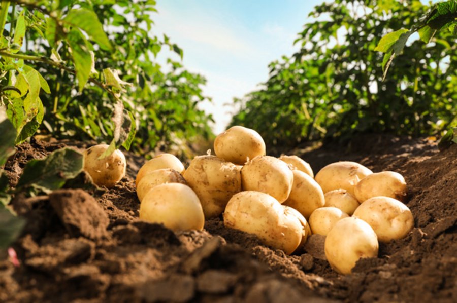 Kartoffeln liegen auf einem Feld