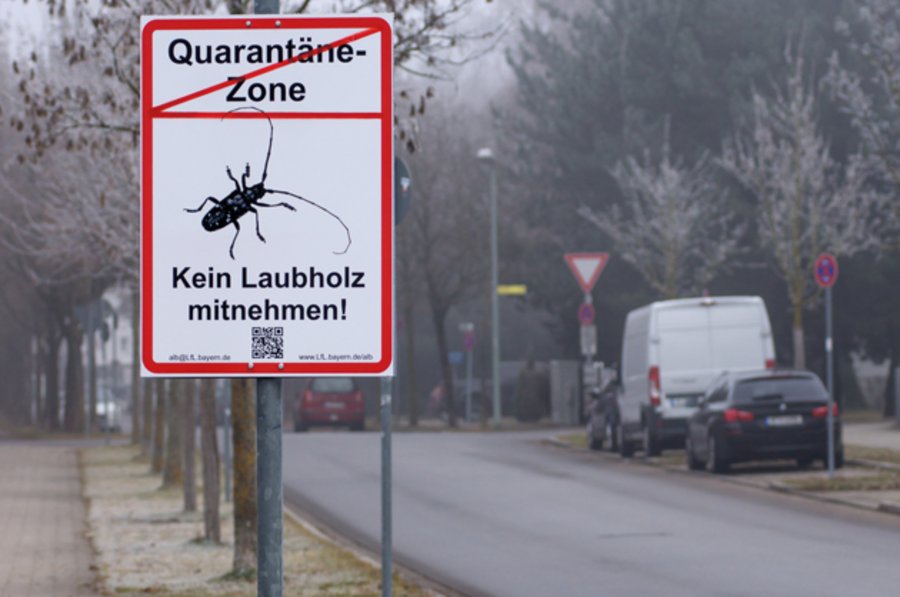 Warnschild "Laubholzbockkäfer"
