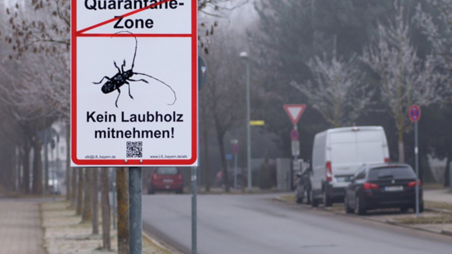 Warnschild "Laubholzbockkäfer"