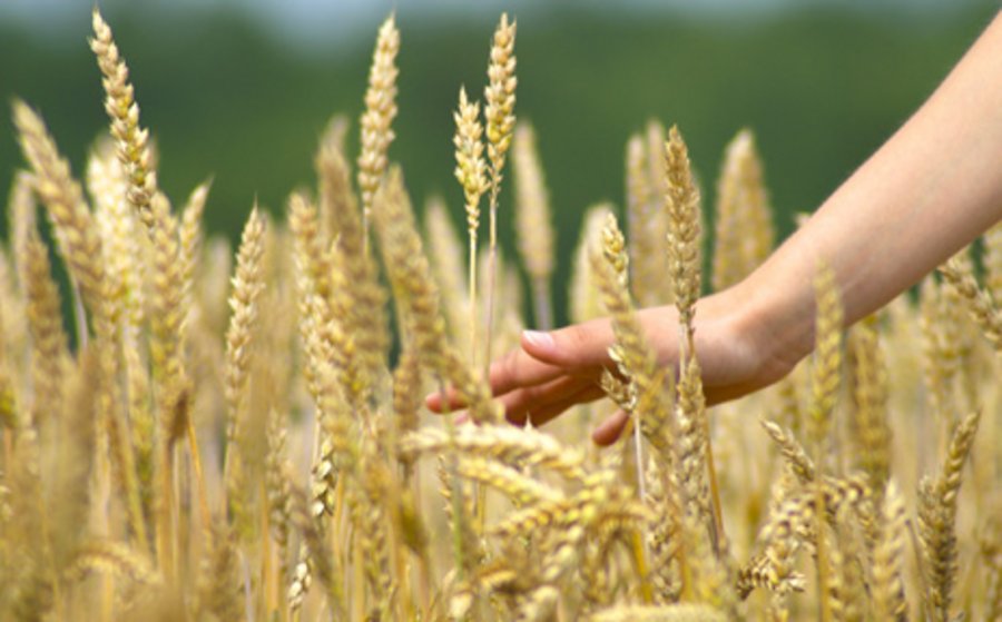 Eine Hand berührt ein Kornfeld.