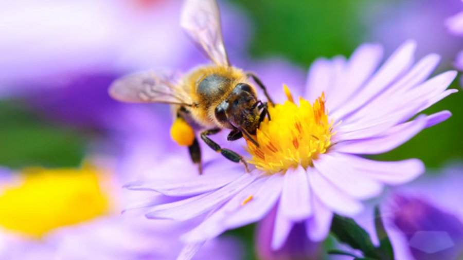 Biene sitzt auf einer Blüte.