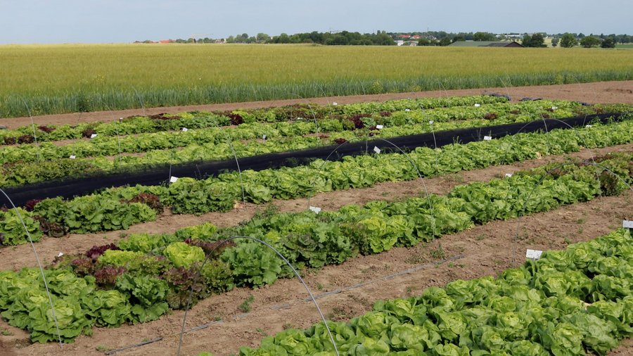 Versuchsfeld des BÖL- Forschungsprojekts „Entwicklung und Praxiserprobung eines neuen Züchtungskonzeptes für einen stabilen ökologischen Salatanbau“.