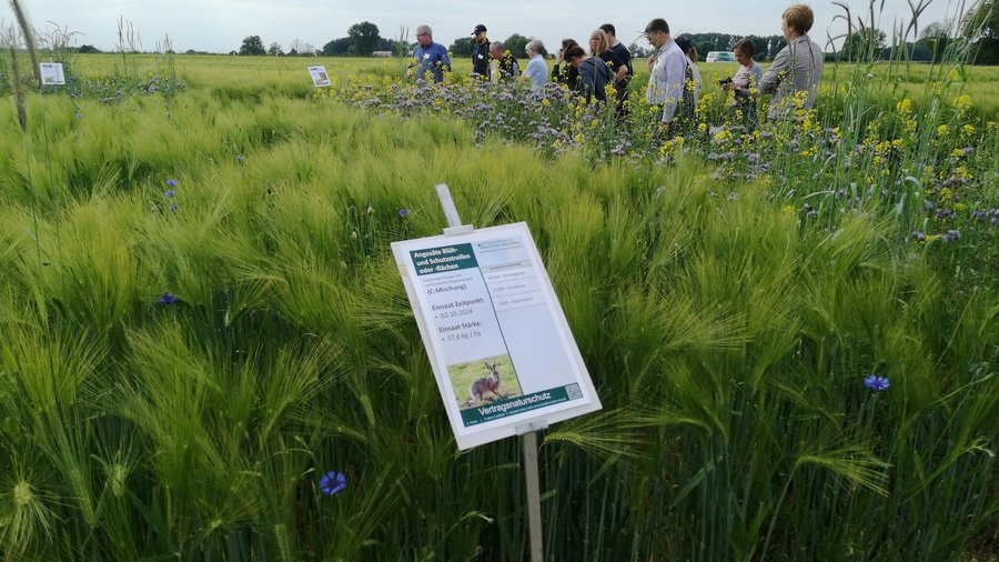 Auf den Demonstrationsflächen wachsen Gerste und verschiedene Blumen wie Phacelia, Ackersenf und Kornblumen