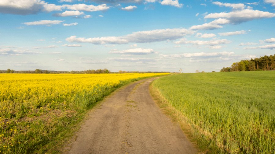 Foto einer Landschaft: Ein Weg führt durch Felder Richtung Horizont.