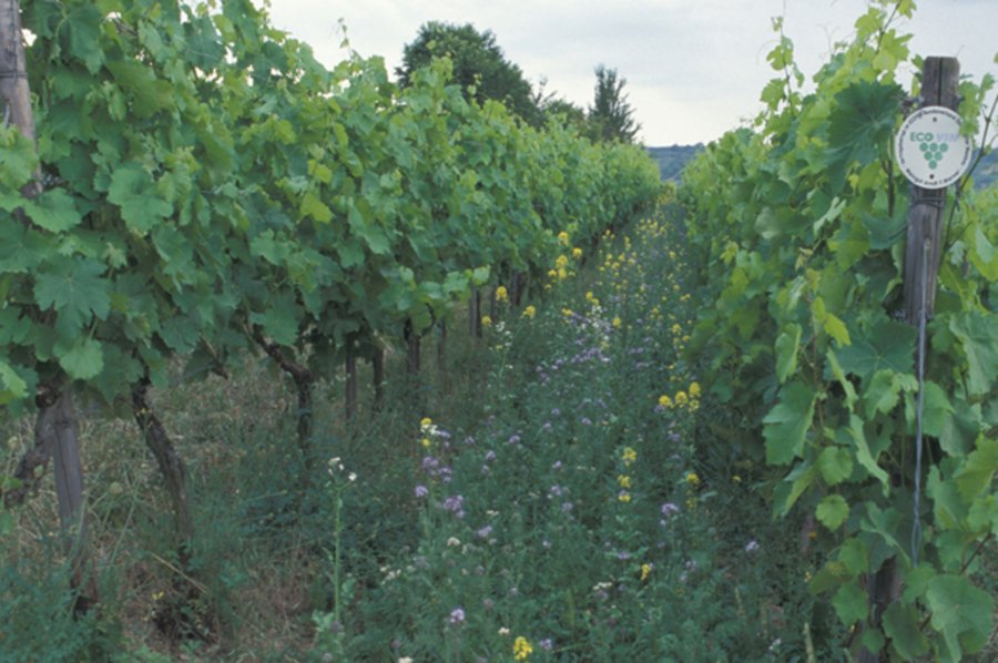 Blühstreifen im ökologisch bewirtschafteten Weinberg