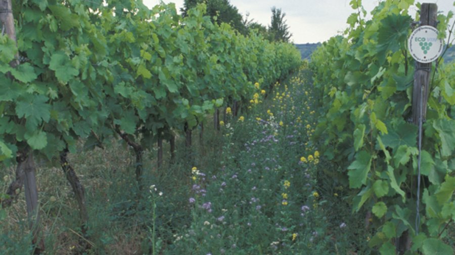 Blühstreifen im ökologisch bewirtschafteten Weinberg