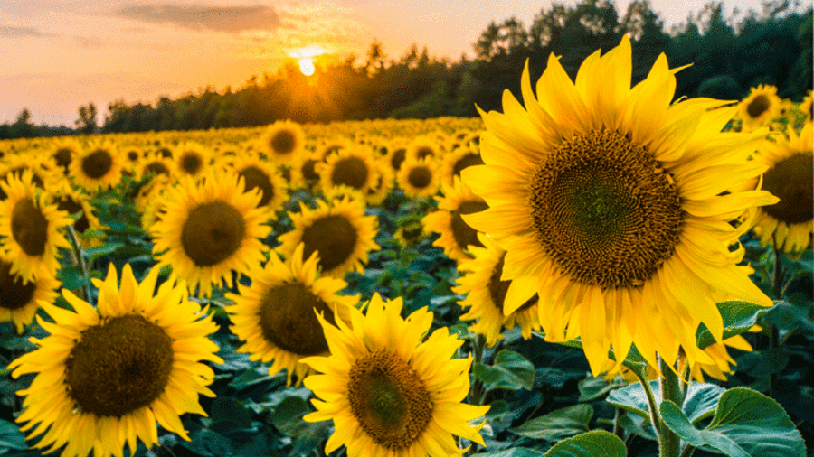 Sonnenblumenfeld