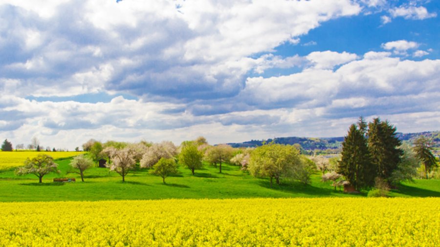 Frühlingslandschaft mit blühenden Rapsfeldern und Obstbäumen