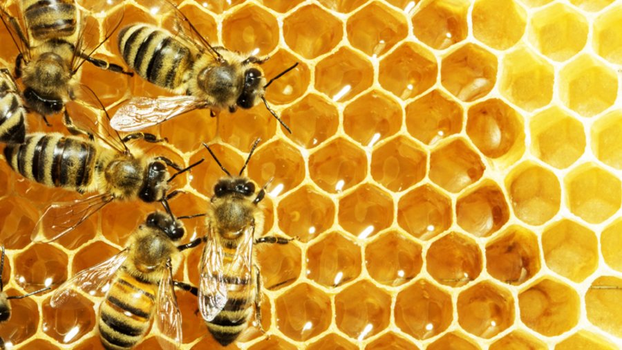 Bienen auf eine Honigwabe