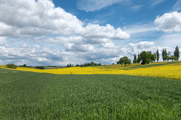 Hügellandschaft mit Getreide- und Rapsfeldern Hügellandschaft mit Getreide- und Rapsfeldern